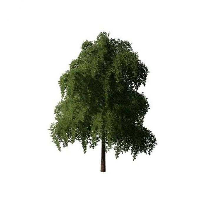 More trees. Fs19 more Trees v 1.0. Дерево берёза ФС 19. Деревья для ФС 13. FS 19 more Trees кусты.