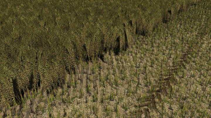 FS19 – Canola Texture V1