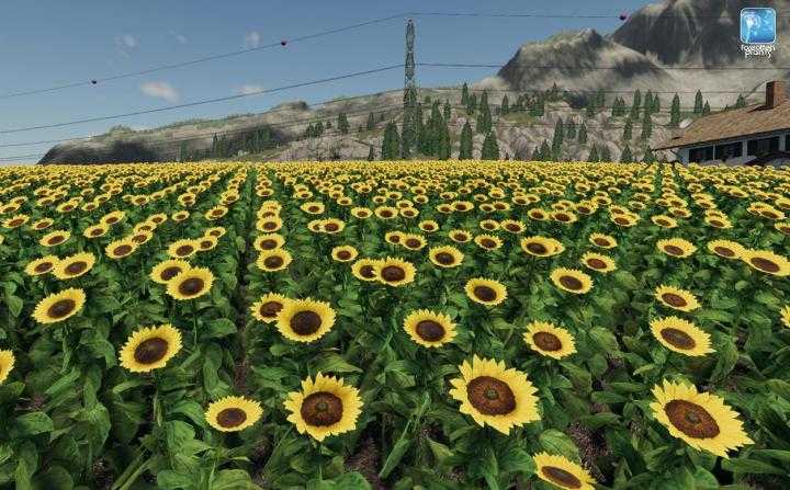 FS19 – Forgotten Plants – Sunflower/canola V1