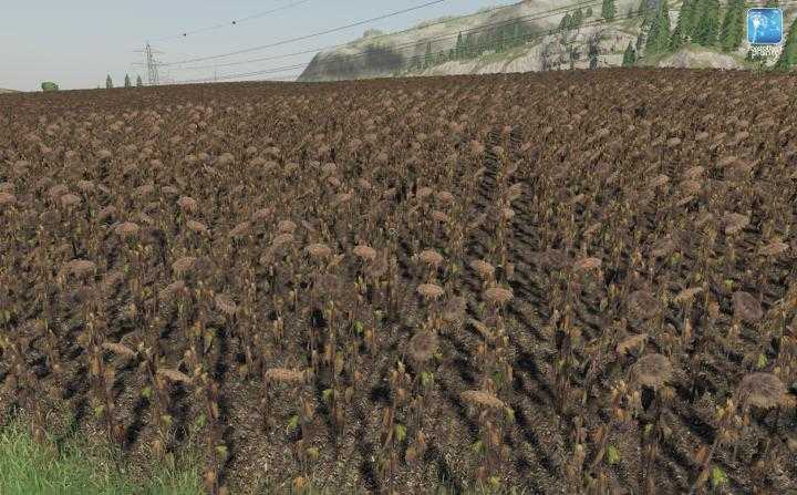 FS19 – Forgotten Plants – Sunflower/canola V1