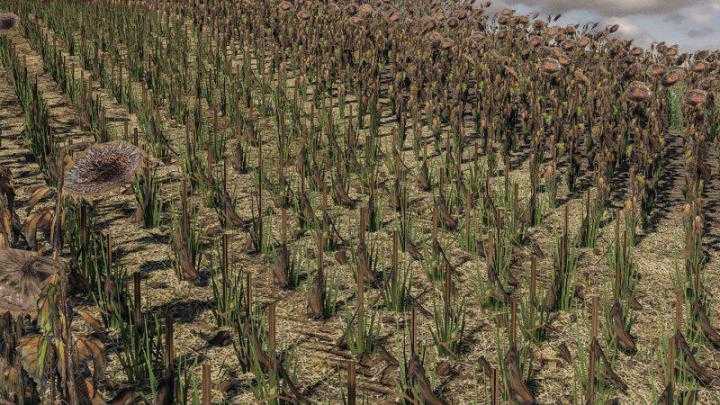 FS19 – Sunflower Texture V1