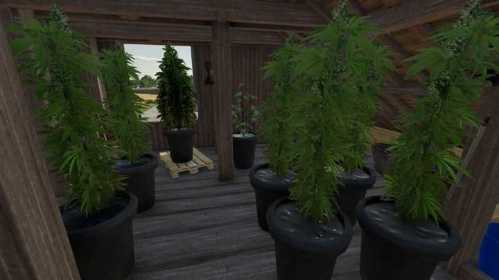 Cannabis Plants Pack V1.0 FS22