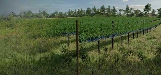 Как посеять и собрать виноград?