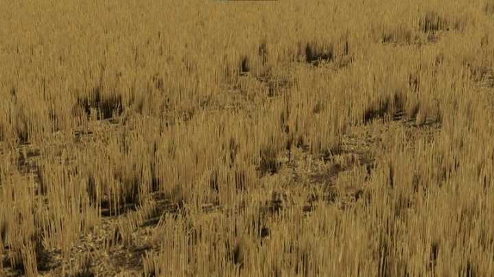 Barley And Wheat Textures V1.0 FS22