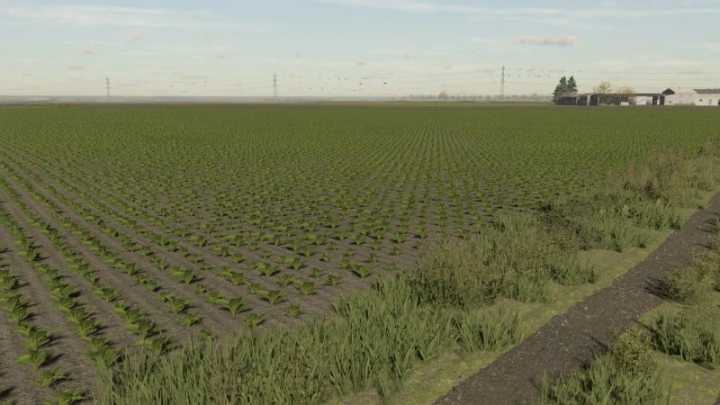 Sugarbeet Textures V1.0 FS22