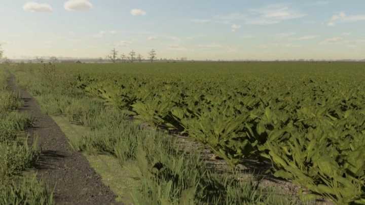 Sugarbeet Textures V1.0 FS22