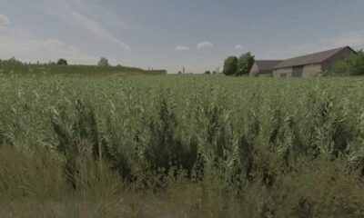 Текстура овса V1.0 FS22