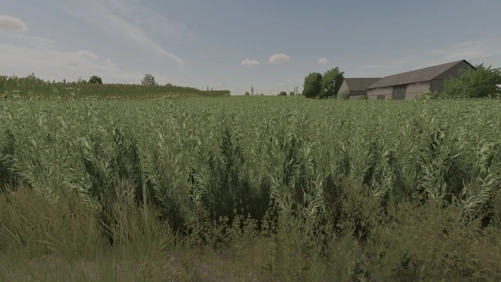 Oat Texture V1.0 FS22